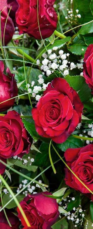 Banner Lovely Roses