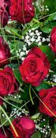 Banner Lovely Roses