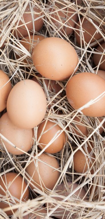 Banner Eieren in Nest