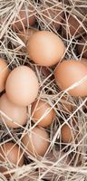 Banner Eieren in Nest
