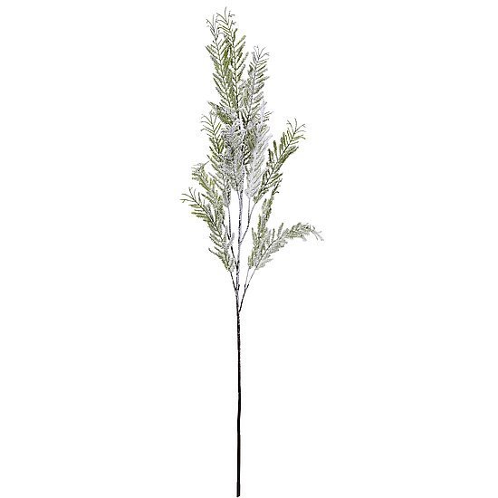 Conifer branch