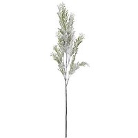 Conifer branch