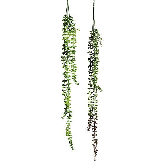 Pflanzenh.Senecio Erbsen 71cm 2St.