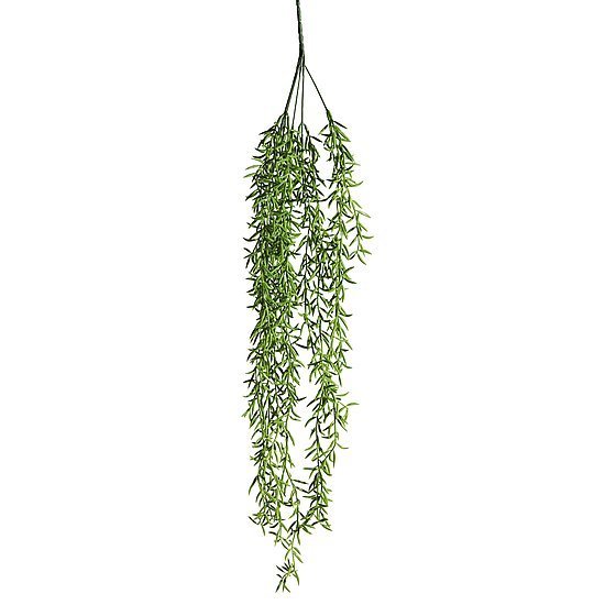 Pflanzenh.Senecio 79cmL gr