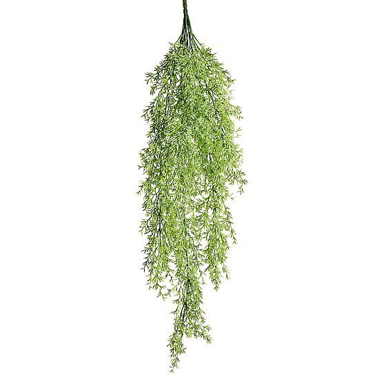 Pflanzenh.Zierspargel 84cm hellgr