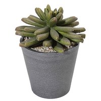 Sukkulente im Topf 20cm