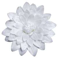 Dahlien-Bloem