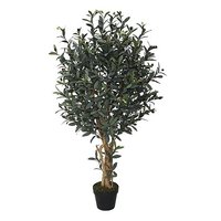 Olivenbaum im Topf 120 cm
