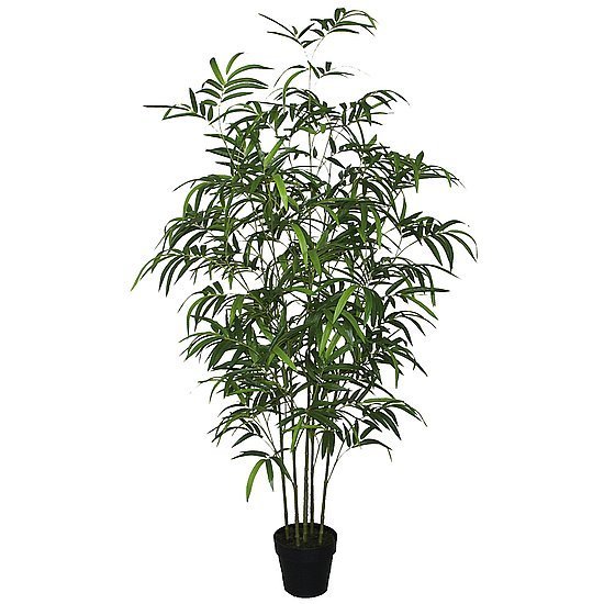 Bambus-Baum im Topf 180cm