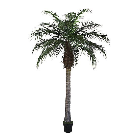Phoenixpalme im Topf 160cm
