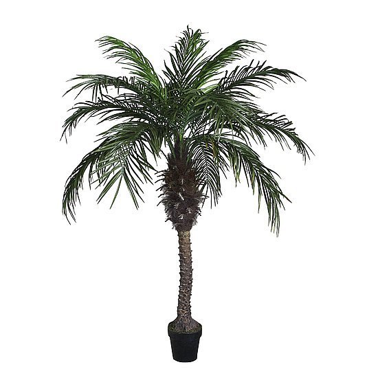Phoenixpalme im Topf 210 cm