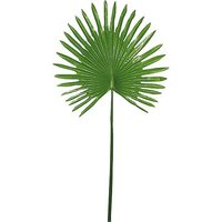 Decorative Fan Palm Leaf-set 