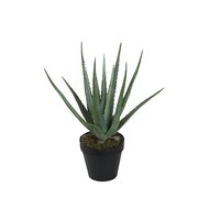 Aloe Vera im Topf 48 cm