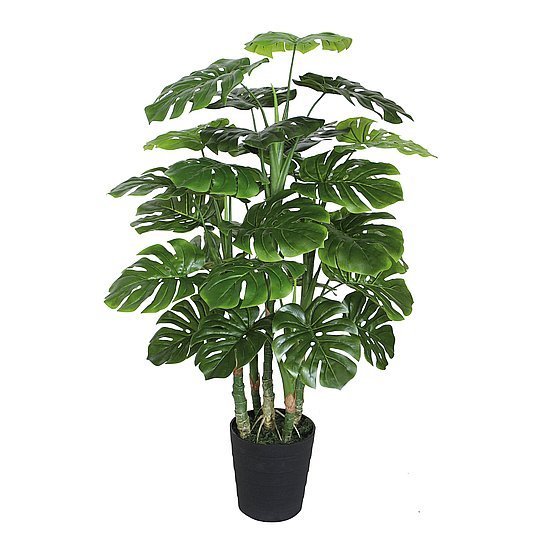 Monstera im Topf 120 cm