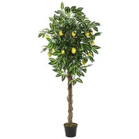Zitronenbaum 180cm