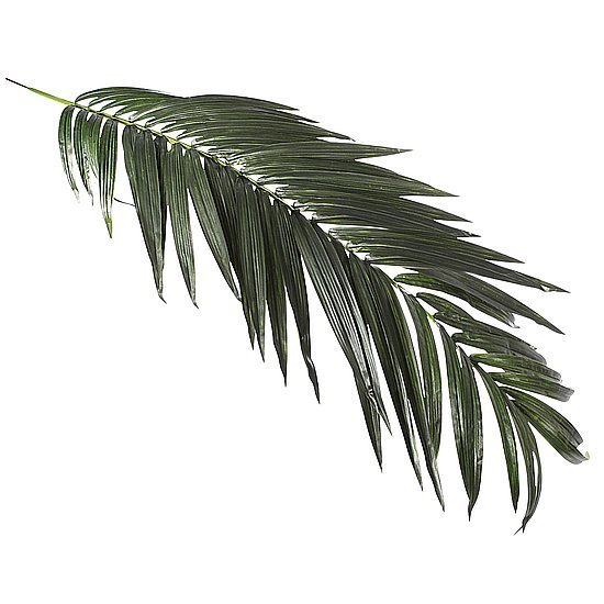 Royal Palm Branche