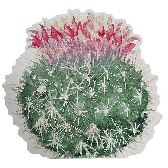 Kaktus met Bloem