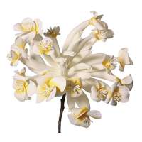 Frangipani wit