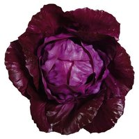 Rotkohl 14cm