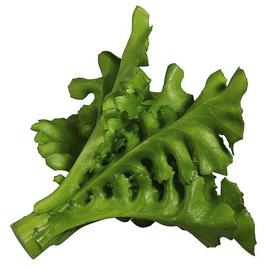 Salat Rucola 16cm