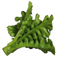 Salat Rucola 16cm