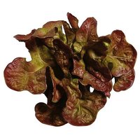Salat Eichblatt rot 23cm
