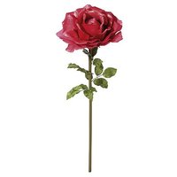 Rose rosa 