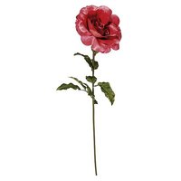 Rose orange  