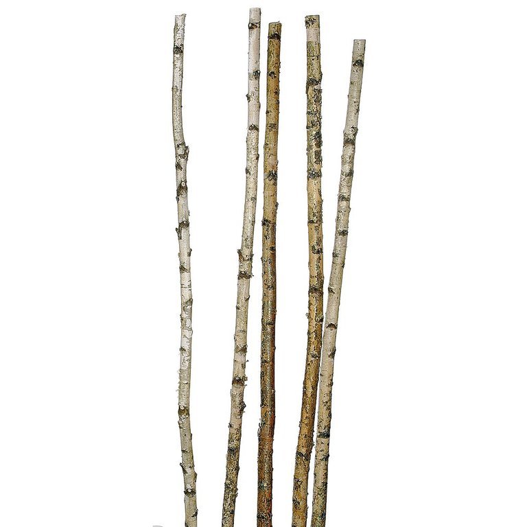 Birch trunks