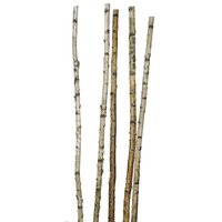 Birch trunks