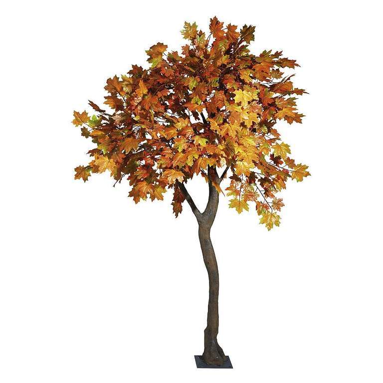 Ahornboom geel 270 cm