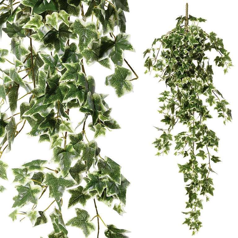 Ivy Bush