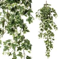Ivy Bush