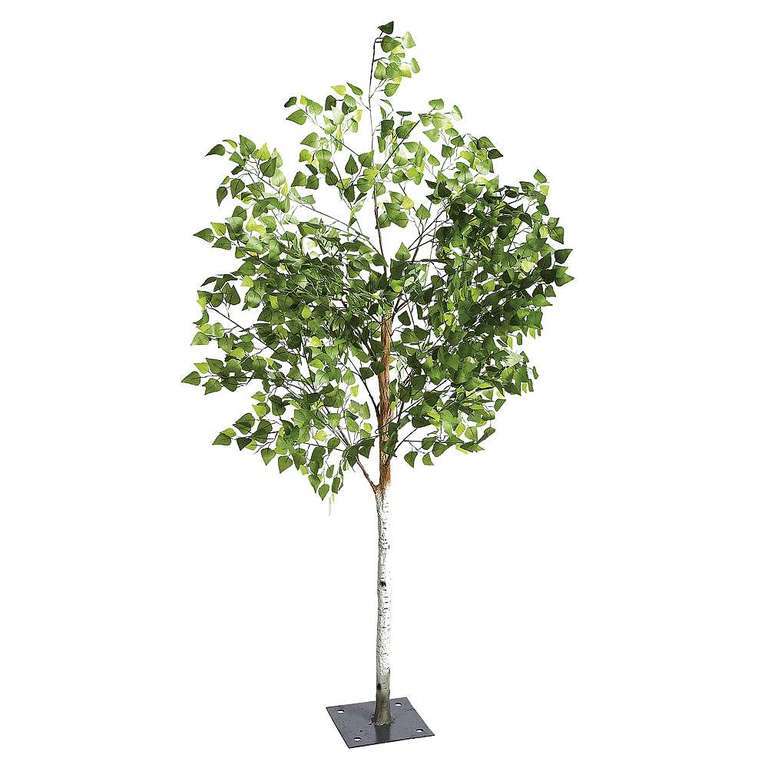 Birch Tree