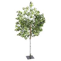 Birch Tree