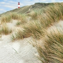 Duinstrand[1].jpg