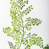 Fingerfarn im Topf 115 cm