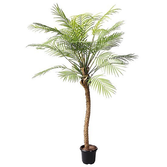 Phoenix Palme im Topf 135cmH