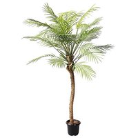 Phoenix Palme im Topf 135cmH