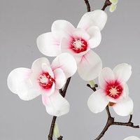 Magnolienzweig ros