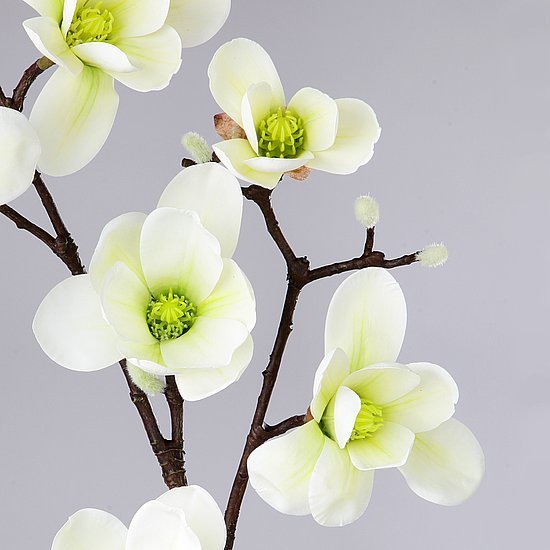Magnolienzweig wei