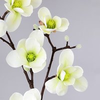 Magnolienzweig wei