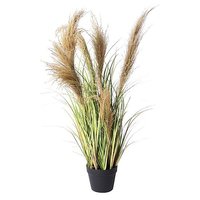 Schilfgras im Topf