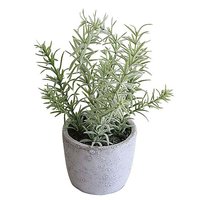 Rosmarin im Tontopf 20cm
