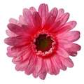 Dark Pink
