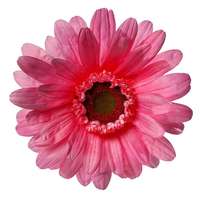 Gerbera-Bloem 45cm