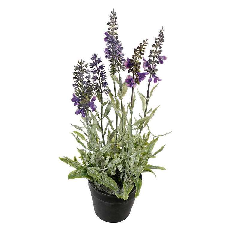 Lavendel in bloei 30cmH