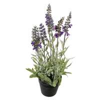 Lavendel in bloei 30cmH