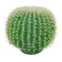 Golden ball cactus