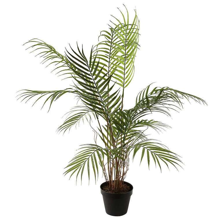 Areca-Palme im Topf 80cm